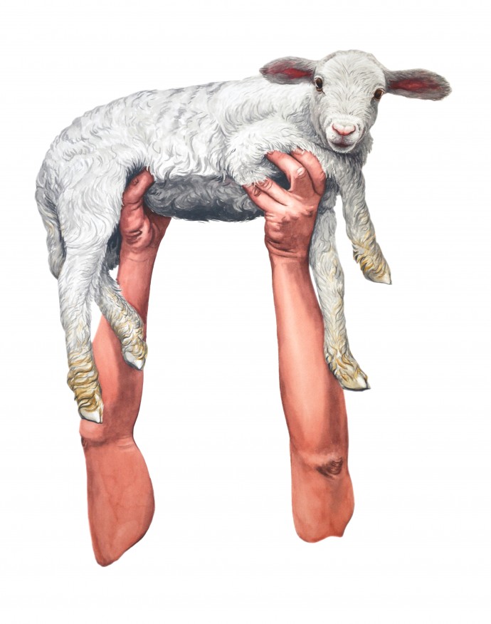 Meat-Lamb
