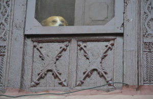 Alm window dog