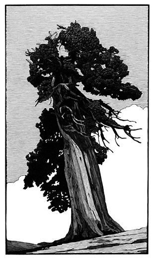 wagener-outlook-tree